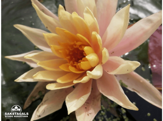 Nymphaea   'Perry's Orange Sunset'